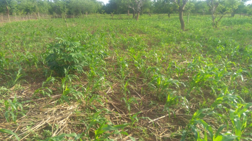 Peuples solidaires, agriculture, burkina Faso, microprojet