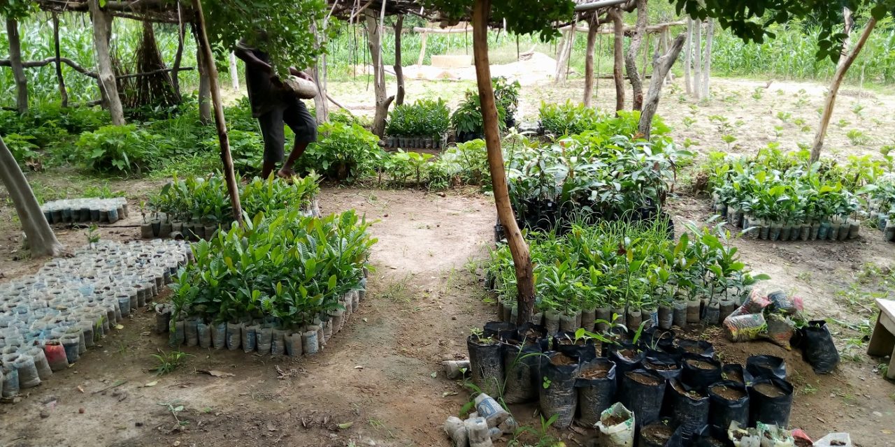 Peuples solidaires, agriculture, burkina Faso, microprojet