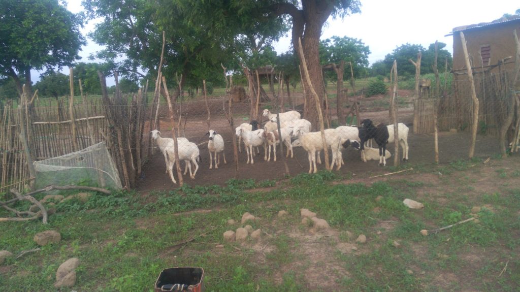 Peuples solidaires, agriculture, burkina Faso, microprojet